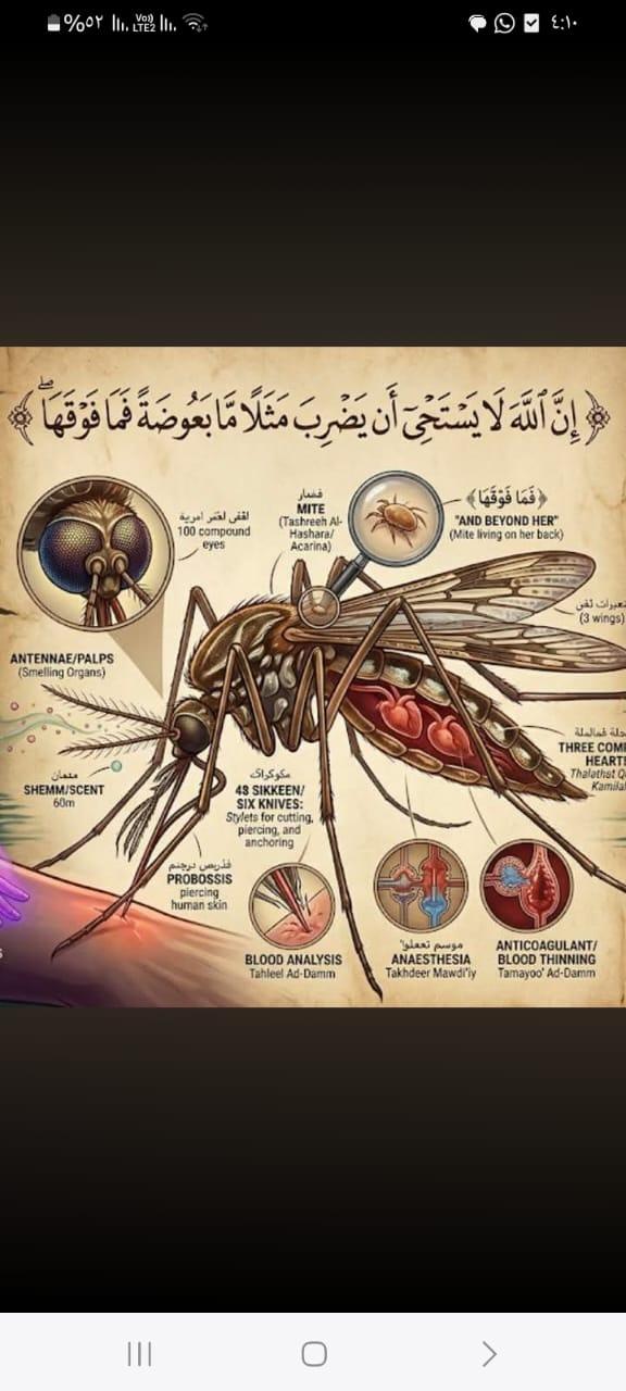 عندما ضرب الله مثلاً بالبعوضة تعجب الكافرون