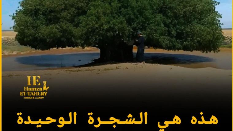 شجرة البقيعاوية: رمز الوفاء والجمال في قلب الصحراء الأردنية