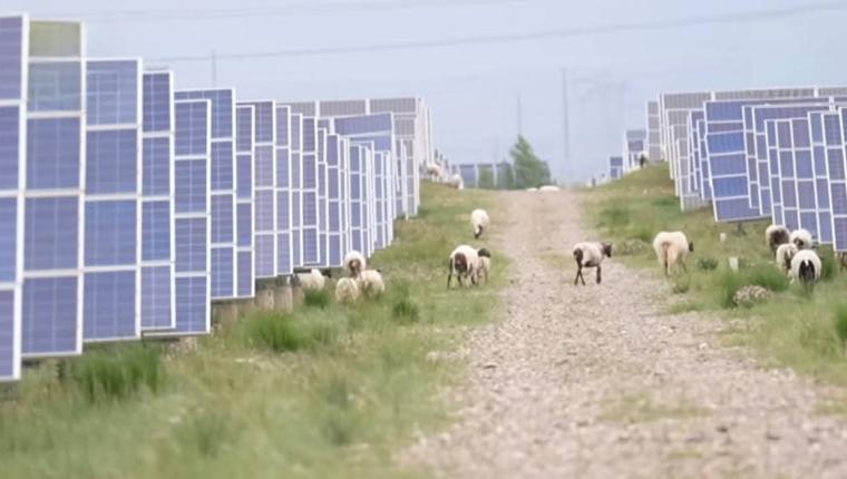 تركيب الواح شمسية للطاقة في منقطة صحراية صينية يحولها إلى غابة نباتات ومراعي خراف